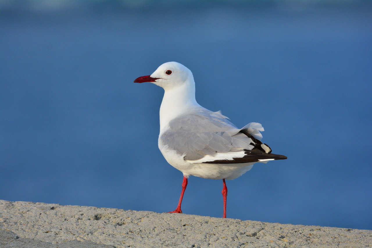 Chroicocephalus hartlaubi